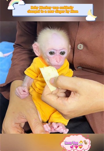 Adorable Baby Monkey Gets a Diaper Change