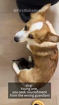 When Cats and Dogs Live Together… Nothing Makes Sense 😂 #funny #pets #dog #cat