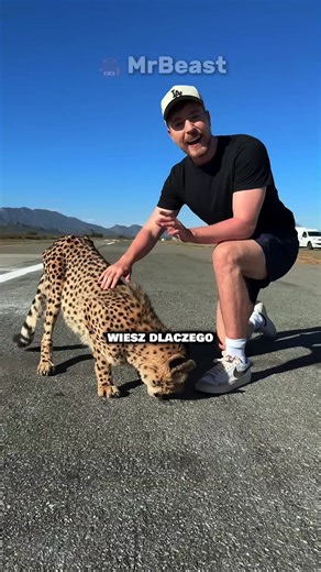 Gepardy i ludzie: dlaczego nie atakują?