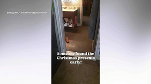 Dog owner hears 'squeaking' near Christmas tree—can't help but smile at why