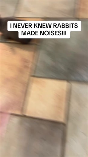 Hilarious Bunny Moments That Will Make You Laugh