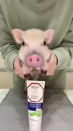 STOP ANIMAL TESTING