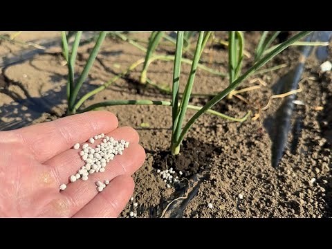 [Onion Cultivation] How to Fertilize - When to Fertilize to Avoid Failure 23/12/18