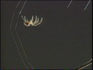 [Vintage VHS] See How They Grow: Insects & Spiders