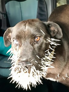 A dog, its skeleton protruding from famine and its body contorted by anguish, met a woman's gaze with a silent plea, awakening in her a horrific truth that defied comprehension. Unearth her astonishing disclosure. | Lovely People