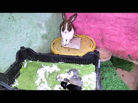 Live: Cute Rabbit Babies with Their Loving Mom | Adorable Bunny Family 🐰💕