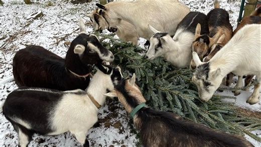 Let's Goat Buffalo calling for Christmas tree donations