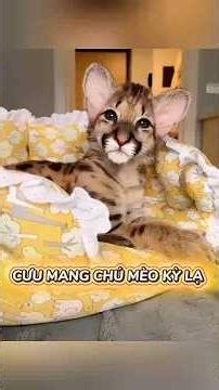 Cưu mang chú mèo lạ #shorts