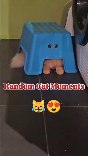 Cats Being Funny and Cute 😻 | Best Random Cat Moments