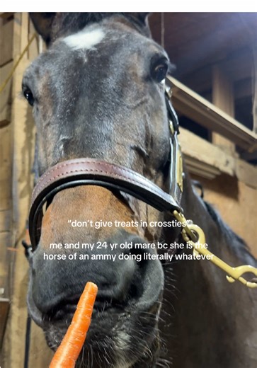 Understanding Ammy Horses: Gentle Behavior Explained