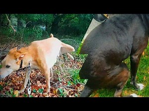 Weekly dog potty compilation