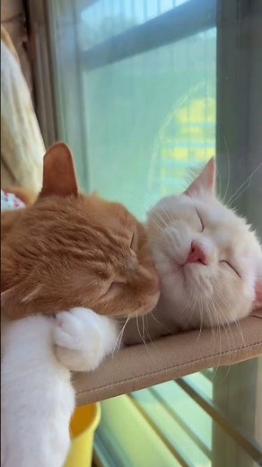 Best Friends Forever 🐱💕 Two Cats Cuddling