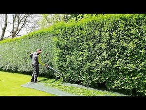 First TRIM Of The Year For This PRIVET HEDGE