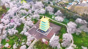 Spring scenery of East Lake Cherry Blossom Garden in Wuhan, Hubei, China