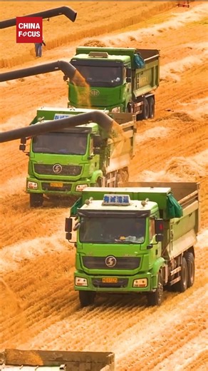 4.3K views · 113 reactions | The breeze blows through the golden waves of wheat as it enters the harvest season. | China Focus | Facebook
