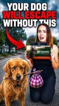 5 Reasons Dogs Escape—And What Fixes It