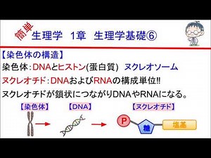 簡単学生理学 １章 生理学基礎⑥(染色体の構造)