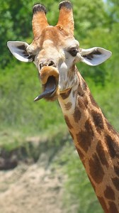 This giraffe couldn’t help but put on a show! Watch as it makes hilarious faces, sticking out its tongue and leaving everyone in stitches. A perfect reminder of how quirky and entertaining nature can be. Don’t miss this adorable moment! | Cute Tings