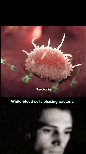 White blood cells chasing bacteria #shorts #ytshorts #biology #facts