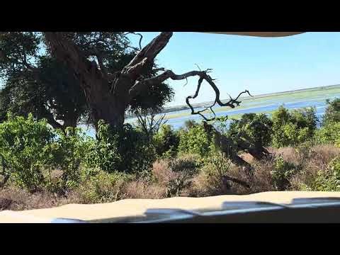 Game Drive and African Fish Eagle in Chobe National Park