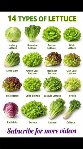 "Types of lettuce 🥬 every Chef Should Know"