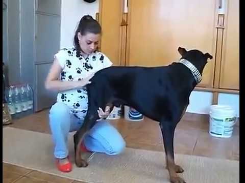 Cewek Edan !!! Itunya Anjing Di Mainin,