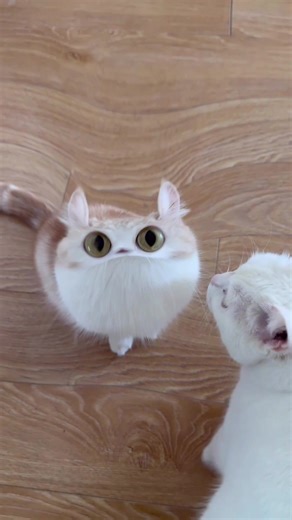 Meep Cat: Diversión con Filtros para Gatos
