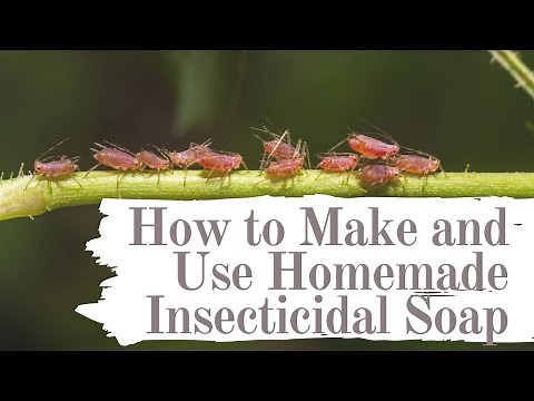 How to make and use homemade insecticidal Soap