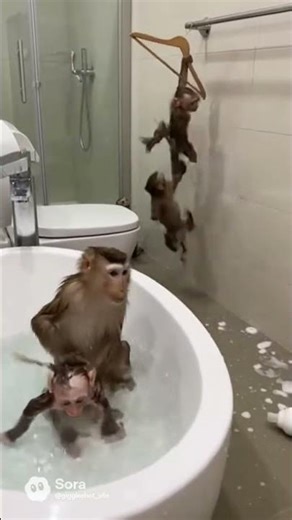 “Monkey Mom Bath Time Chaos 😭🐒 Baby Monkeys Go Wild in the Bathroom!” #giggleshot #funny