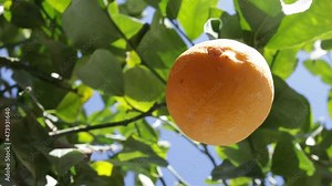 Lemon tree with one lemon and green leaves. Lemon, leaves and branches are shaking with the slight wind, view from the bottom of the tree towards sky