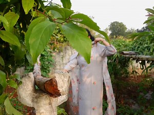 Black turmeric harvest | Mad gardener