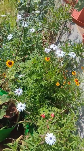 Flower Power Spider White Osteospermum or African Daisy flowers #flowers #garden #plants