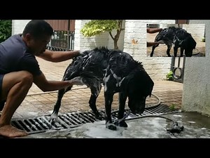 Do Dogs Need Masturbation? #pets #dogs #ofw #doglover