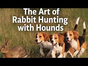 "Rabbit Dogs Live – Unfiltered Field Action" #HoundHunting #Rabbit #BeagleStyle