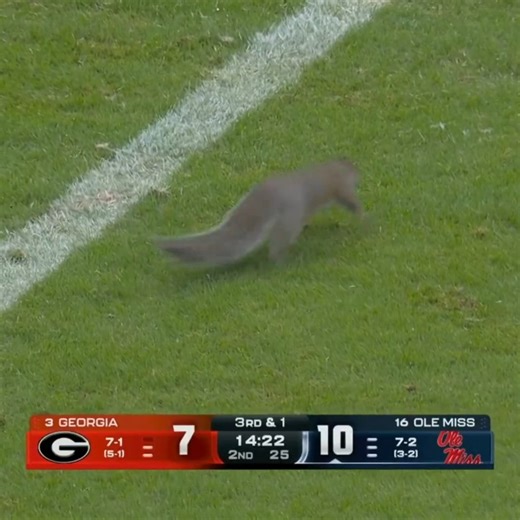 🚨 Squirrel on the field 🚨 | CBS Sports