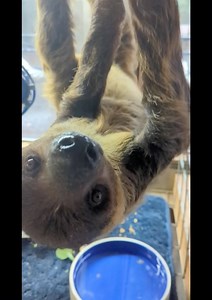 116K views · 13K reactions | We often say our Animals eat better than...