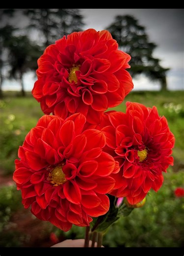 This vibrant red dahlia features multiple layers of tightly packed petals that create a lush, spherical form with a bright yellow center. #flowerfarmer #mpumalanga #plaaslewe #fyp #witbank