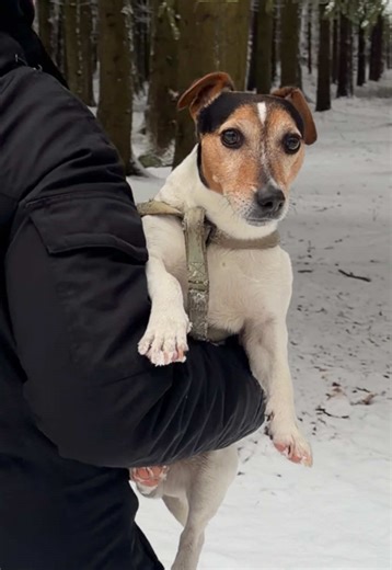 Jack Never Gives Up: A Heartfelt Dog Story