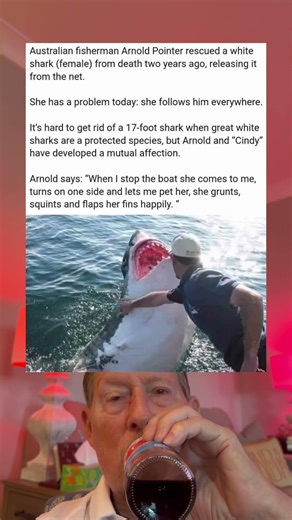 It's Hard To Get Rid of a 17 Foot Shark When Great Whites Are A Protected Species.