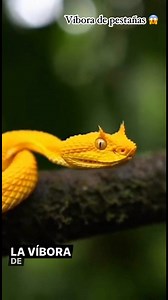 La víbora de pestañas es una de las serpientes más bellas y peligrosas del mundo. Su camuflaje y colores la hacen parecer irreal 🐍🌿 #VíboraDePestañas #Serpientes #AnimalesIncreíbles #AnimalesRaros #NaturalezaSalvaje #VidaSalvaje #AnimalesAsombrosos #ReelsViral #Fauna #MundoAnimal | Planeta Asombroso