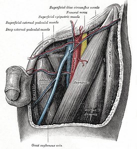 Femoral triangle - Alchetron, The Free Social Encyclopedia