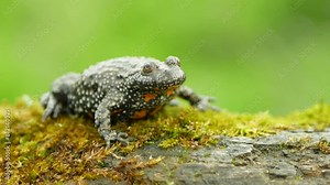 Fire-bellied european toad bombina bombina video, amphibian frog sits on branch animal moss in water wetland, endangered species of nature, fire bellied natural purity indicator, 4k Europe