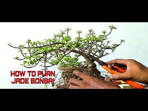 How to shape a wild Jade plant, making a stunning bonsai