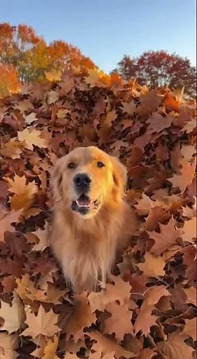 Leaf Chaos! Golden Retriever Jumps Into HUGE Pile of Autumn Leaves 🍁