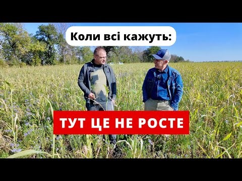 Cover crops in the Kharkiv region: possible or not? Viktor Filatov's practice