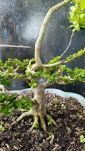 8.5K views · 218 reactions | Air layering #airlayering #sancang #premna #bonsaitree | Karimun Java | Facebook