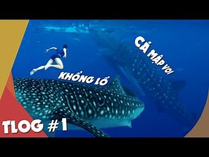 Vlog #1: Bơi cùng CÁ MẬP VOI KHỔNG LỒ - Đức Đen