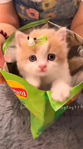قطه كيوت|تربية القطط|قطه المنزل|قطه تاكل شيبس|مقطع مضحك 🐈👏👶