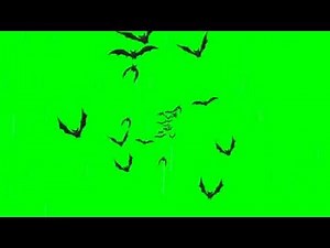 Bats flying Green screen background