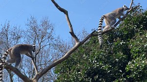 Ring-tailed lemur. Cute and funny lemurs against the blue sky. Stock video clip. 4K